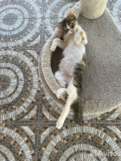 Кошечка на счатье