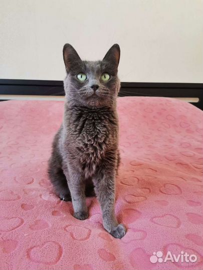 Кошечка в добрые руки