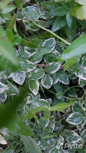 Цветы для сада. Многолетние растения