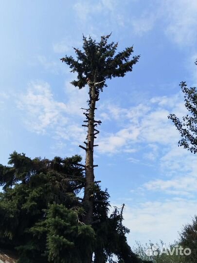 Обрезка деревьев