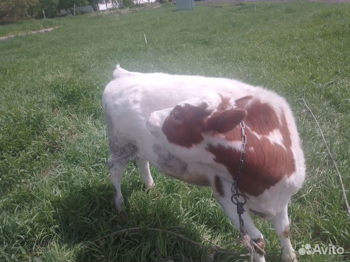 Телята бычки и телки