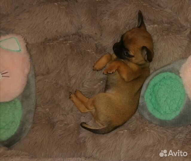 Маленькая собака чихуахуа мини