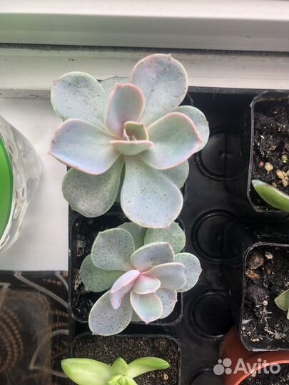 Суккуленты микс