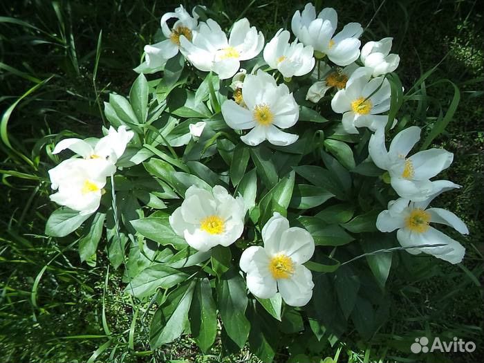 Пион уклоняющийся