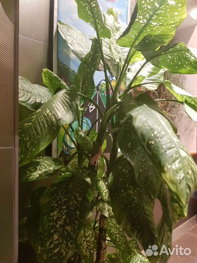 Диффенбахия 15 летняя, высота 145 см, 3 ствола