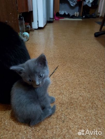 Отдам 4 котят