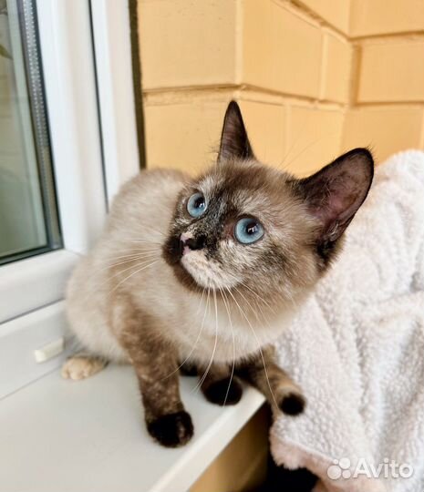 Кошка Тутси - очаровательная таечка в добрые руки