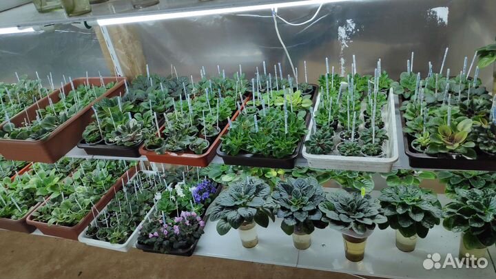 Фиалки сортовые