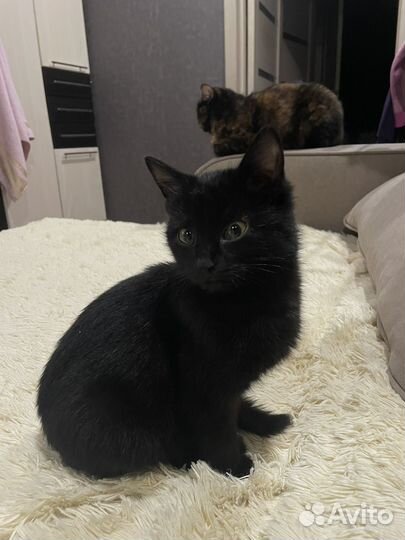 Котенок девочка в добрые руки