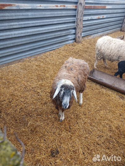 Овцы бараны