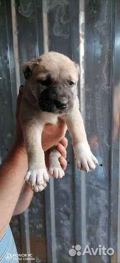 Щенки алабая