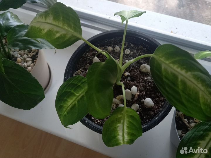 Диффенбахия камилла