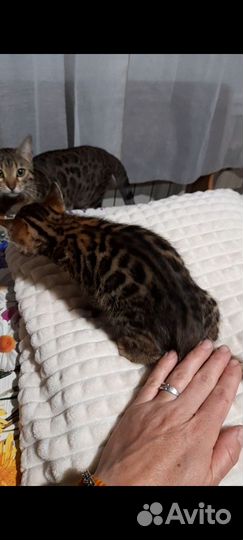 Бенгальские котята