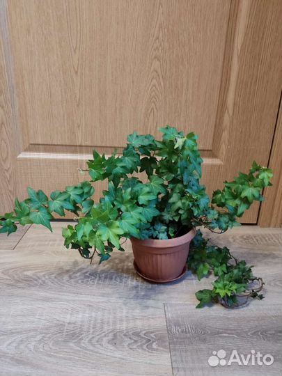 Циссус. Плющ. Каллизия. Плектрантус. Хлорофитум