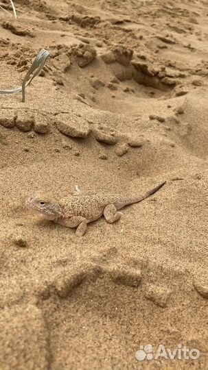 Тур по дагестану