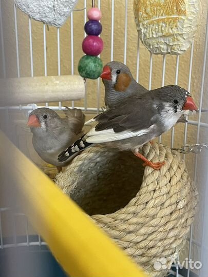 Зебровые амадины