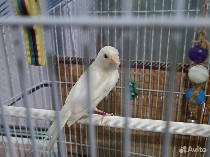 Конорейка