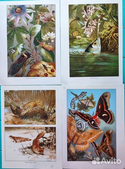 Ботанические иллюстрации цветы, животные, птицы