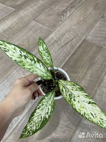 Диффенбахия