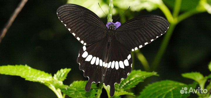 Живые Тропические Бабочки для Любимых на 8 Марта