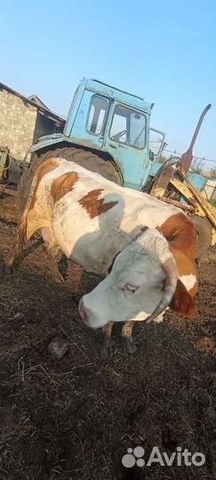 Корова дойная