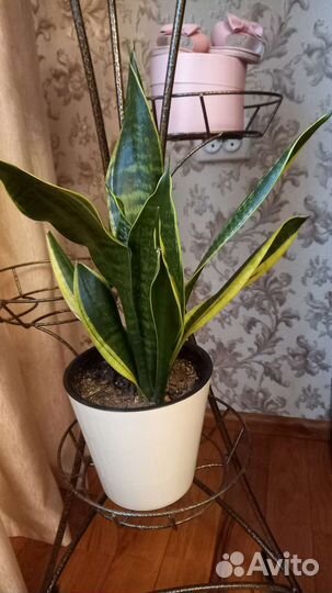 Комнатные цветы