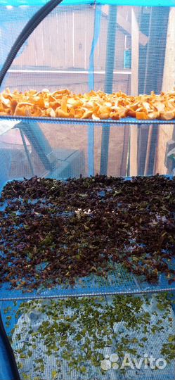 Сушеные грибы лисички