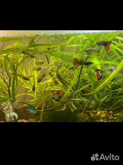 Гуппи Ассорти