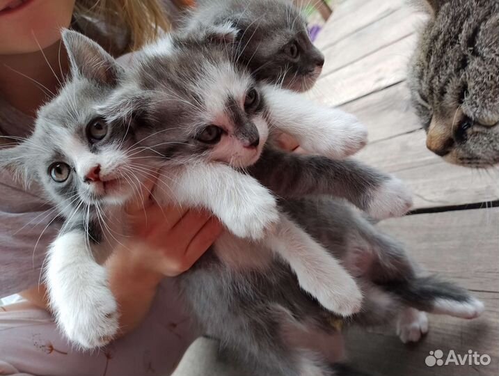 Котята в добрые руки британцы