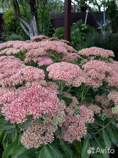 Очиток видный