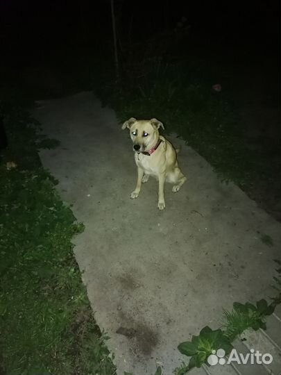 Собака в добрые руки
