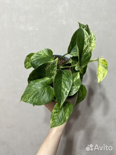 Эпипремнум марбл квин, маранта бьюти ким