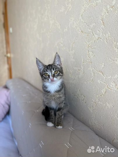 Котята бесплатно