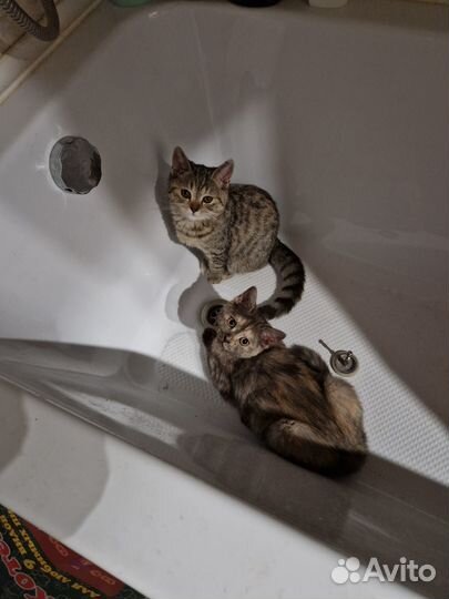 Шотландские котята