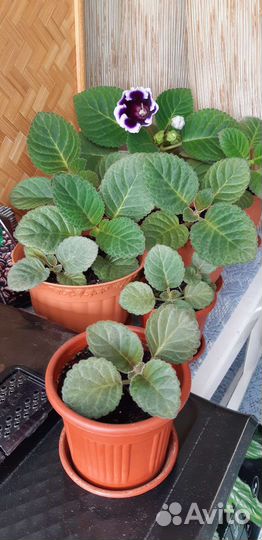 Цветы глоксиния