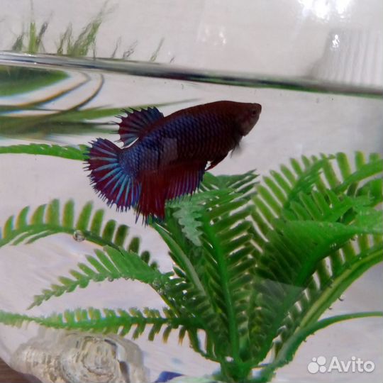 Аквариум с рыбкой