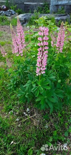 Саженцы разных растений