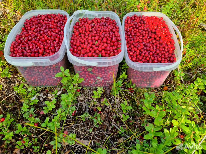 Брусника свежая