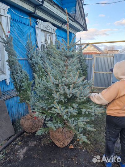 Сосна с комом земли оптом и в розницу