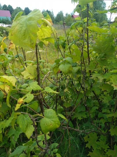 Участок 38,5 сот. (ИЖС)