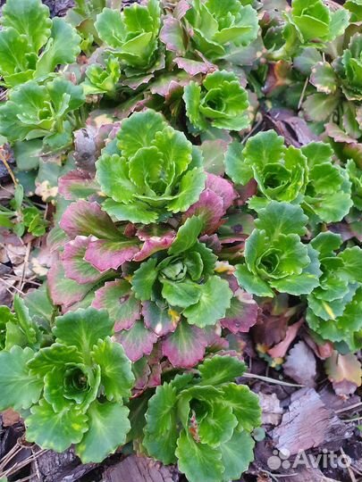 Камнеломка клинолистная