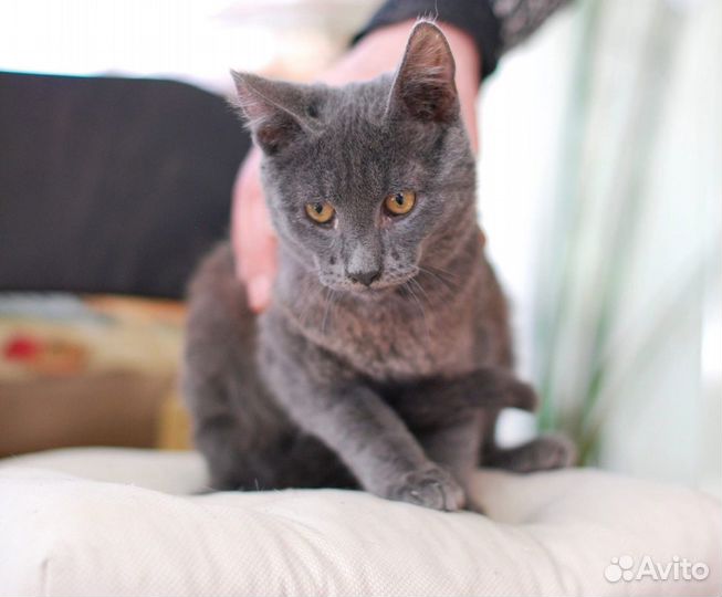 Дарси, мистер Дарси ищет дом