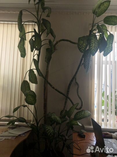 Диффенбахия