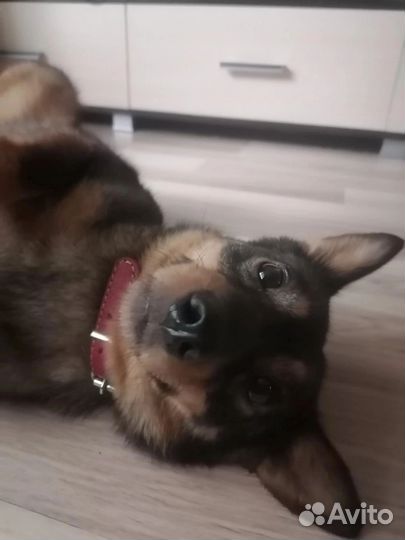 Леся ищет дом