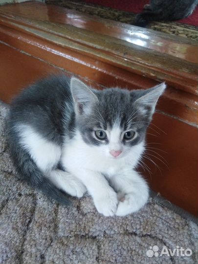 Котята в добрые руки даром