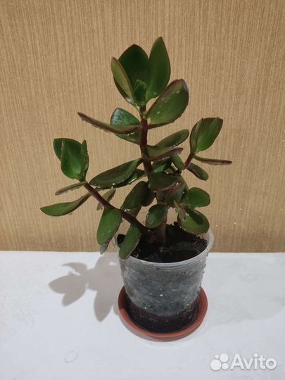 Лавр, фиалка,орхидея, пурпурная традисканция