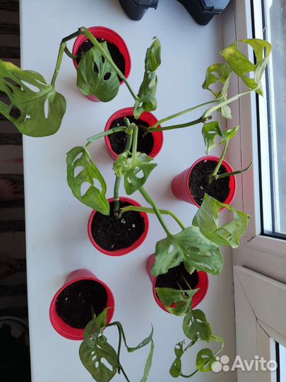 Комнатные цветы отростки