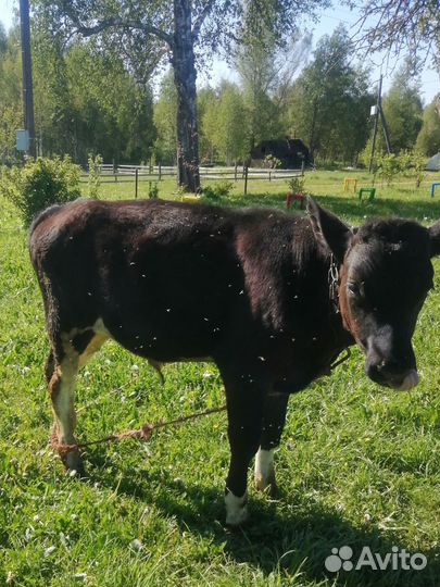 Бычок на мясо