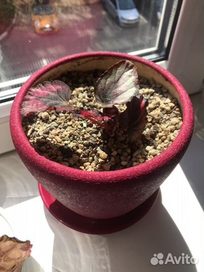 Бегония Red kiss