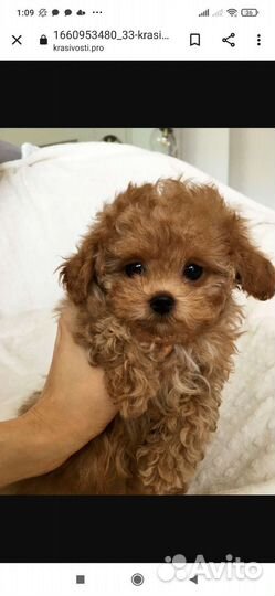 Мальтипу сестрички мини и микро